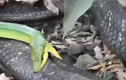 Video: Rắn lục và màn phản công đặc biệt nhắm vào hổ mang chúa