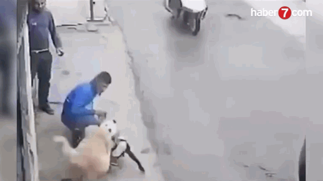 Video: Pitbull bị chó Kangal tấn công, cắn xé kinh hoàng trên phố