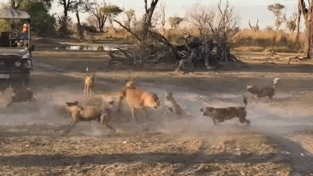 Video: Tử chiến đàn chó hoang, sư tử mẹ mở đường máu để con thoát thân