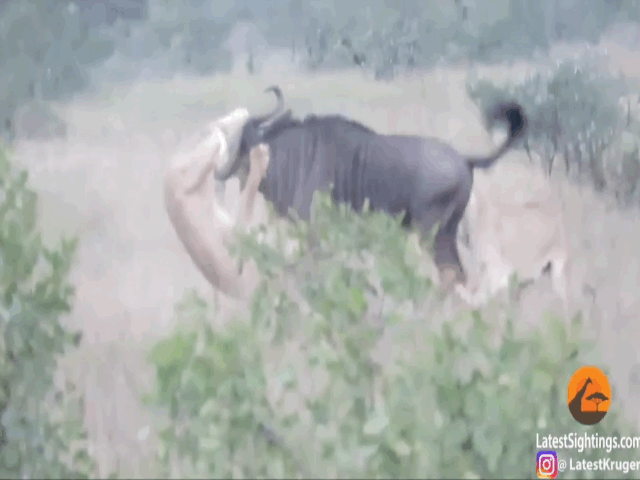 Video: Linh dương đầu bò một mình cân đôi sư tử
