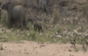 Video: Đàn chó hoang cố chấp săn voi sơ sinh và cái kết