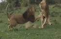 Video: Bị phá cuộc yêu, sư tử đực lồng lộn chiến đấu