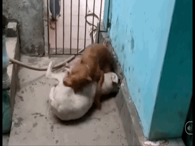 Video: Chó pitbull nhốt chung chuồng và cái kết đẫm máu