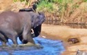 Video: Bị voi khổng lồ điên cuồng "giày xéo", hà mã con vẫn thoát chết