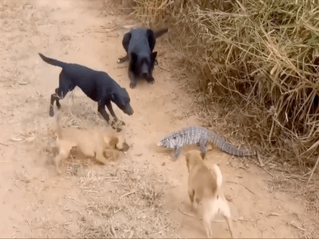 Video: Bị đàn chó bao vây, thằn lằn thẳng tay trừng trị con bé nhất