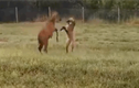 Video: Sói bờm thích thú chơi đùa cùng hươu