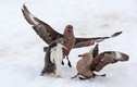 Cánh cụt non dũng cảm chiến đấu chống lại 2 con chim biển