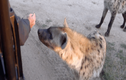 Video: Linh cẩu hoang tò mò mon men hỏi thăm du khách