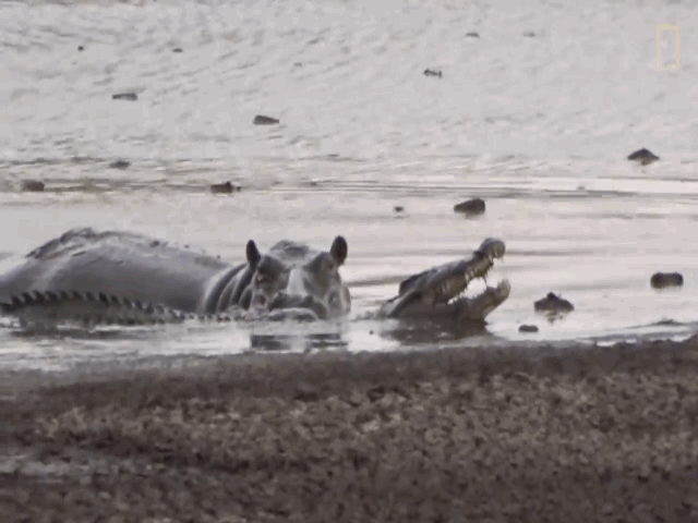 Video: Bắt nạt cá sấu, hà mã vội vàng bỏ chạy vì kẻ thứ ba