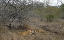 Video: Linh cẩu lợi dụng số đông, đánh đuổi sư tử cướp mồi và cái kết