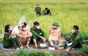 Lực lượng công an hỗ trợ bà con Bắc Giang thu hoạch lúa