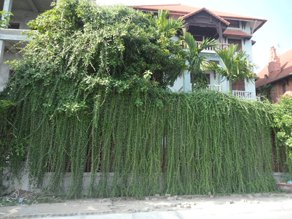 Những loại cây dễ trồng cho ban công chống nắng nóng ngày hè