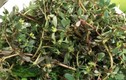 Loài rau dại mọc đầy ở Việt Nam mang sang nước ngoài trở thành "thần dược"