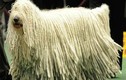 Những loài động vật sở hữu bộ lông kỳ lạ nhất thế giới
