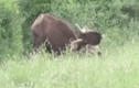 Video : Rình hổ dữ săn trâu rừng và cái kết