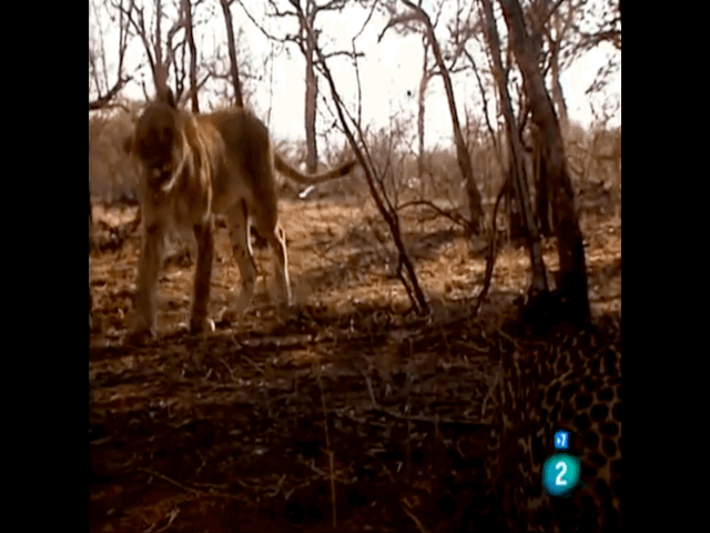 Video: Báo hoa mai bất ngờ tấn công sư tử và cái kết