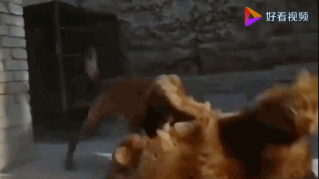 Video: Cố tình khiêu chiến, chó Becgie bị ngao Tây Tạng "khóa mõm"