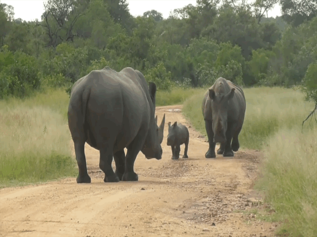 Video: Tê giác đực lúng túng đối diện con non