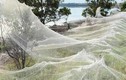 Nổi da gà trước mạng nhện khổng lồ kinh hoàng ở Úc