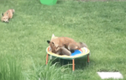Video: Chủ nhà ngạc nhiên vì cáo hoang ghé thăm vườn