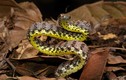 Cận cảnh loài rắn ngọc bích đẹp nhất Việt Nam