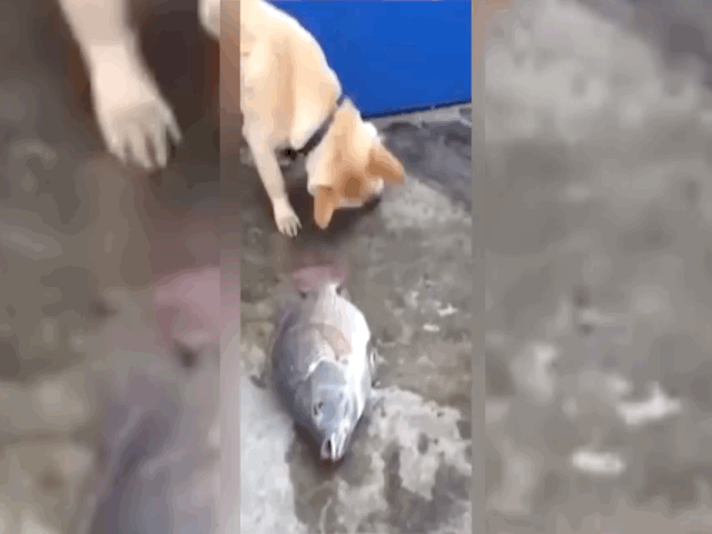 Video: Chó nhà nhiệt tình tát nước cứu cá rô phi