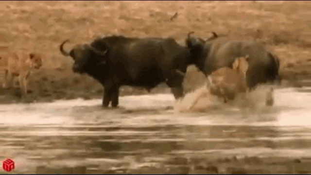 Video: Bị 2 trâu rừng trêu chọc, đàn sư tử ngậm ngùi đứng "nốt hận"