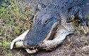 Cá sấu mõm ngắn “xơi tái” trăn khổng lồ