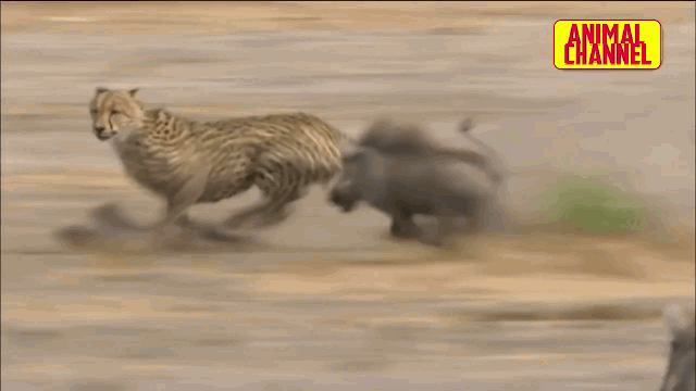 Video: Bị báo đốm truy sát, lợn rừng khéo léo phản đòn và cái kết ngược