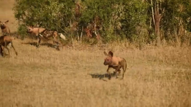 Video: Linh cẩu đơn độc liều lĩnh mò vào địa bàn của chó hoang