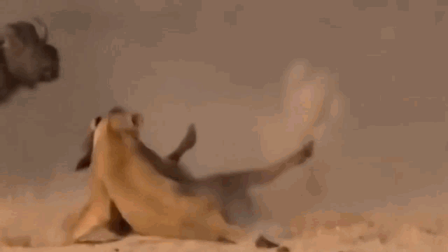 Video: Trâu rừng uy hiếp sư tử, cướp lại con non từ vuốt kẻ thù