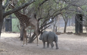 Video: Tê giác con cà khịa hươu cao cổ và cái kết đắng