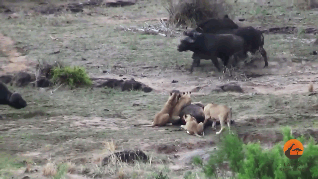 Video: 1 chọi 4, trâu rừng thoát vuốt sư tử nhờ "500 anh em" trợ giúp