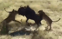 Video: 1 chọi 8, linh dương đầu bò vẫn khiến đàn sư tử thua muối mặt
