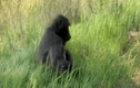 Video: Khỉ đầu chó ôm báo gấm con bỏ chạy