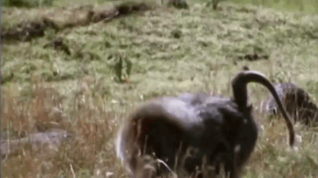 Video: Khỉ đầu chó liều chết, cứu linh dương thoát khỏi vuốt báo săn