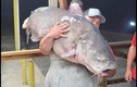 Câu trúng cá trê nặng gần 60kg