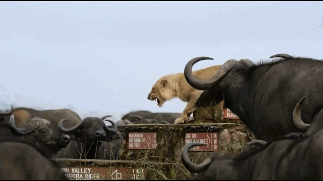 Video: Bị trâu rừng truy sát, sư tử thoát chết nhờ màn "hộ giá" kịp thời