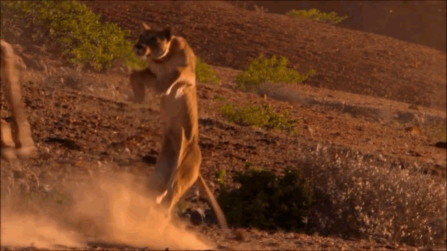 Video: Hươu cao cổ ra đòn hủy diệt, đạp sư tử cái "nhừ xương"