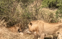 Video: Dòm ngó bữa ăn của đàn sư tử, linh cẩu nhận kết cục bi thảm