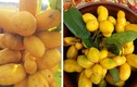 Việt Nam có loại quả dại không chỉ ăn ngon mà còn dùng làm thuốc