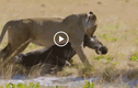 Video: Linh dương đầu bò gặp thảm kịch khi chạm mặt 2 con sư tử đói
