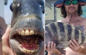 Bắt được con cá có hàm răng kỳ lạ