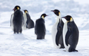 Cảnh báo lạnh người về sự tồn vong của loài chim cánh cụt hoàng đế