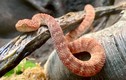 Cách nhận biết các loài rắn độc