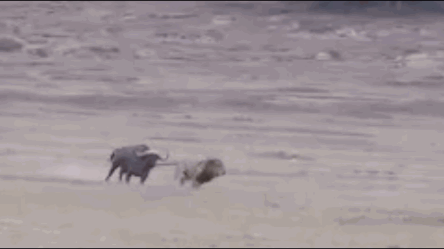 Video: Trâu rừng cả gan đối đầu 2 sư tử và cái kết đầy bất ngờ