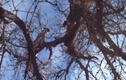 Video: Leo lên cây truy sát báo sư tử, chó săn nhận cú tát trời giáng