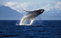 Vắng du khách, cá voi Alaska hạnh phúc hơn bao giờ hết