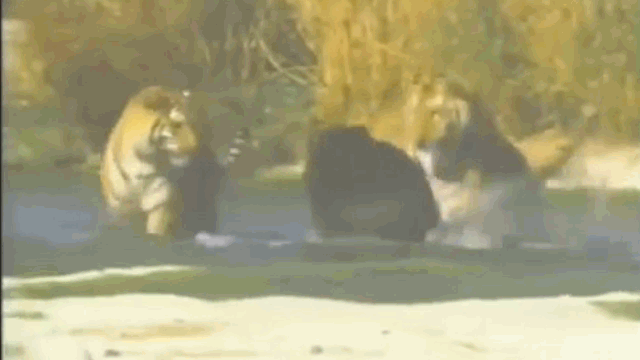 Video: Bị 2 hổ dữ đánh hội đồng, gấu đen vội vàng tháo chạy