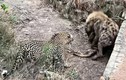 Video: Màn tranh giành con mồi cực gắt giữa báo hoa mai và linh cẩu